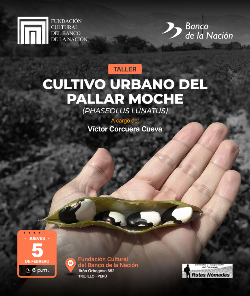 La Fundación Cultural del Banco de la Nación los invita a participar de la Conferencia - Taller “Cultivo urbano del Pallar Moche (𝘗𝘩𝘢𝘴𝘦𝘰𝘭𝘶𝘴 𝘭𝘶𝘯𝘢𝘵𝘶𝘴)” a cargo del arqueólogo Víctor Corcuera Cueva