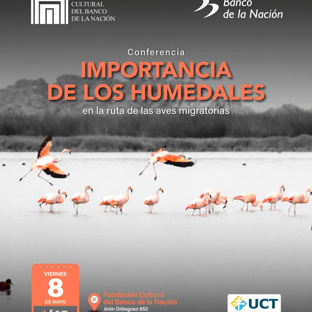 Importancia de los humedales en la ruta de las aves migratorias